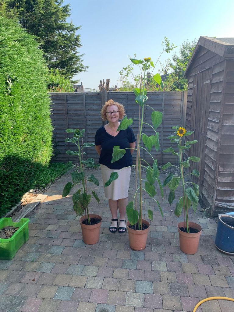Indigo Ross Sunflower Growing Competition.