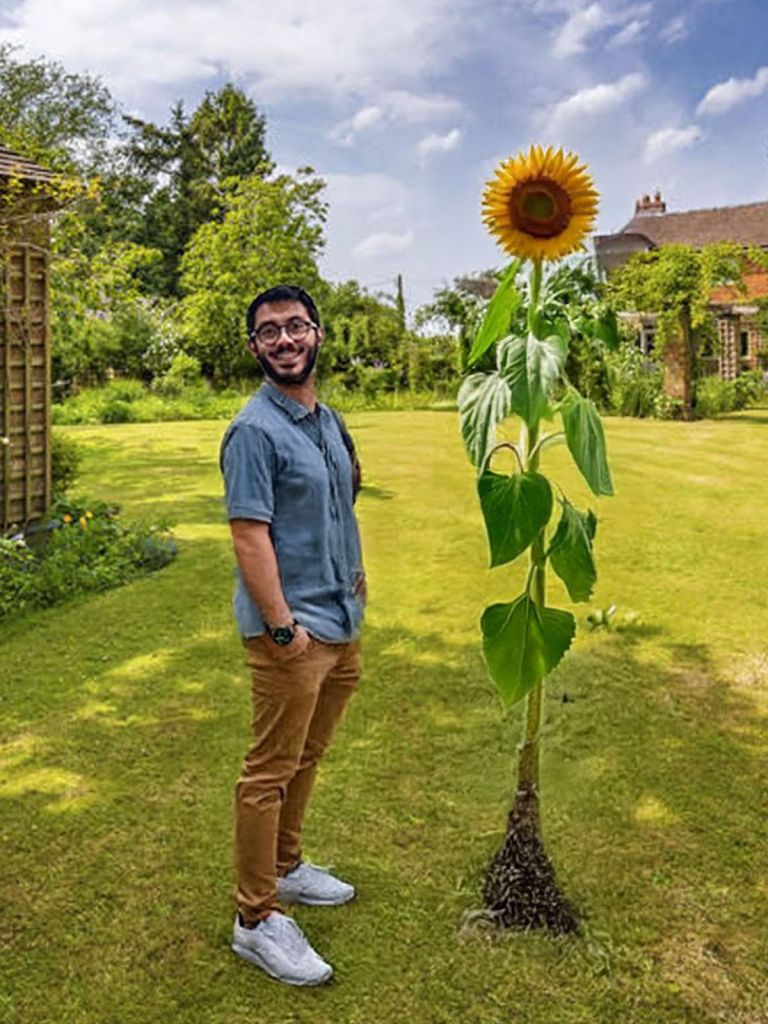 Indigo Ross Sunflower Growing Competition.