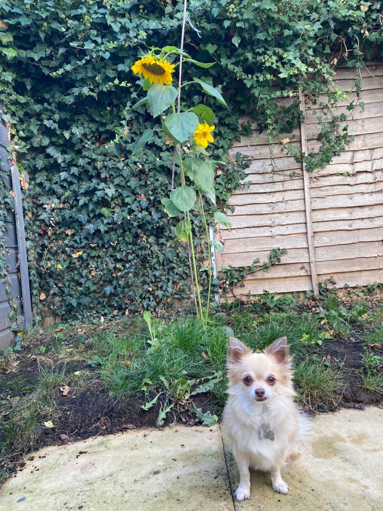 Indigo Ross Sunflower Growing Competition.