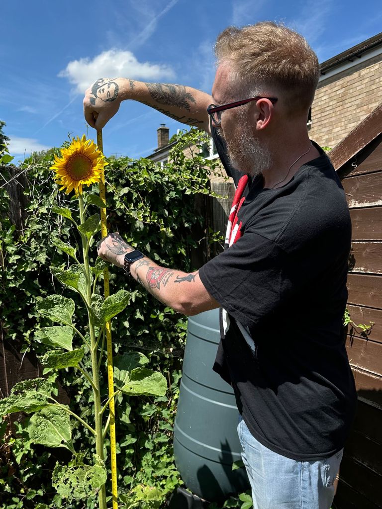 Indigo Ross Sunflower Growing Competition.