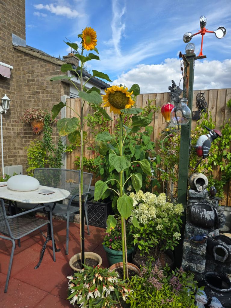 Indigo Ross Sunflower Growing Competition.