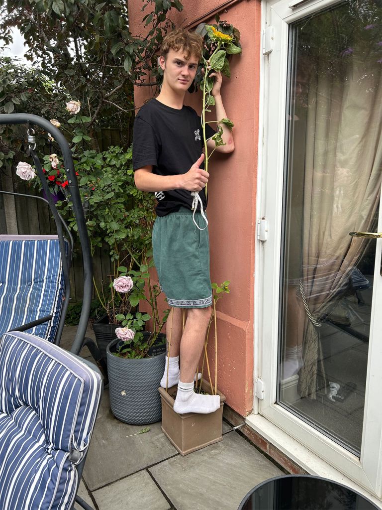 Indigo Ross Sunflower Growing Competition.