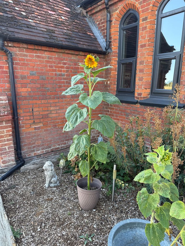 Indigo Ross Sunflower Growing Competition.