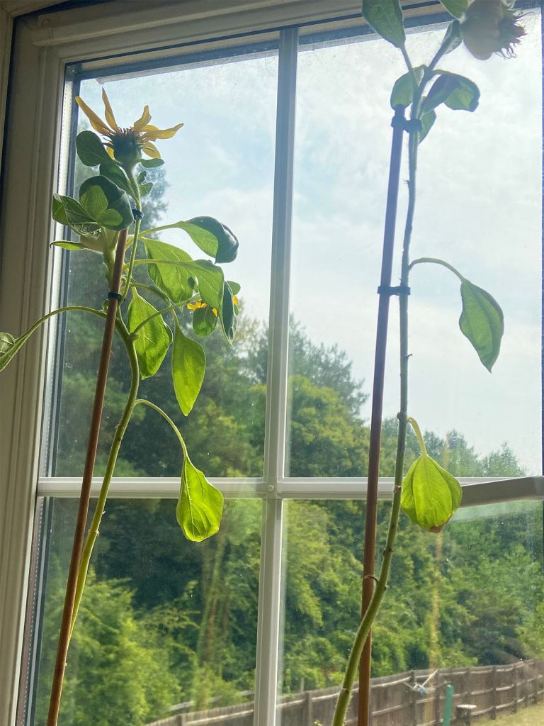 Indigo Ross Sunflower Growing Competition.